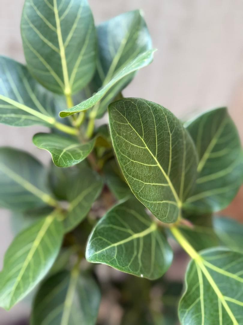 ☆ フィカス ベンガレンシス♪150cm リビングサイズ 曲がりフォルム♪