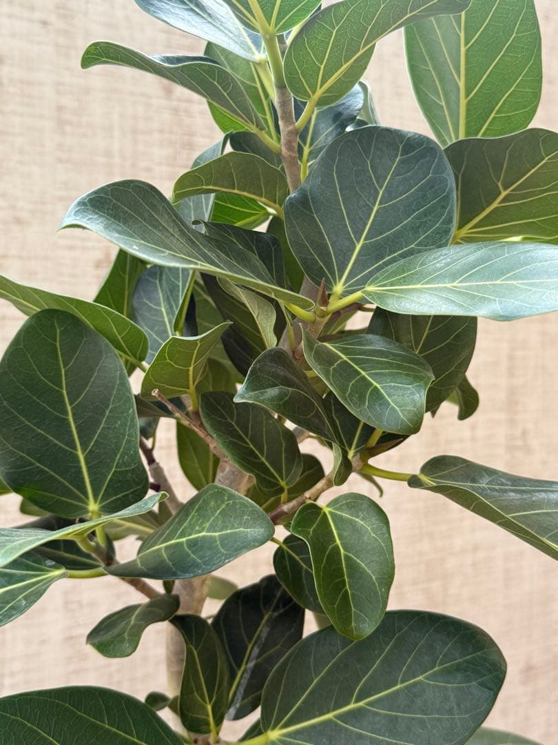 ☆ フィカス ベンガレンシス♪150cm リビングサイズ 曲がりフォルム♪