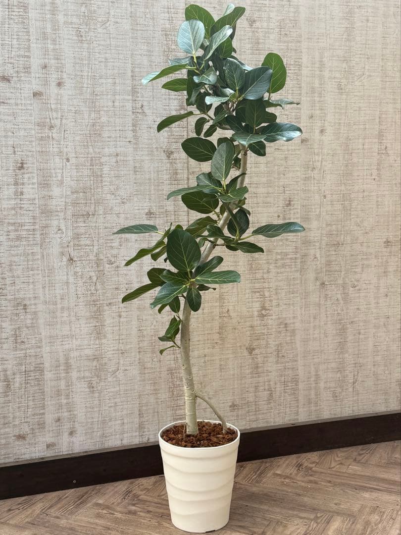 ☆ フィカス ベンガレンシス♪150cm リビングサイズ 曲がりフォルム♪