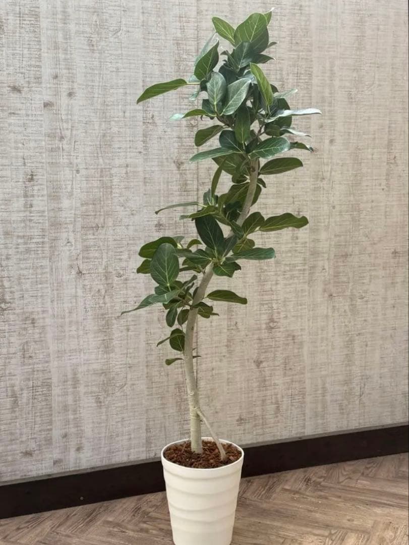 ☆ フィカス ベンガレンシス♪150cm リビングサイズ 曲がりフォルム♪