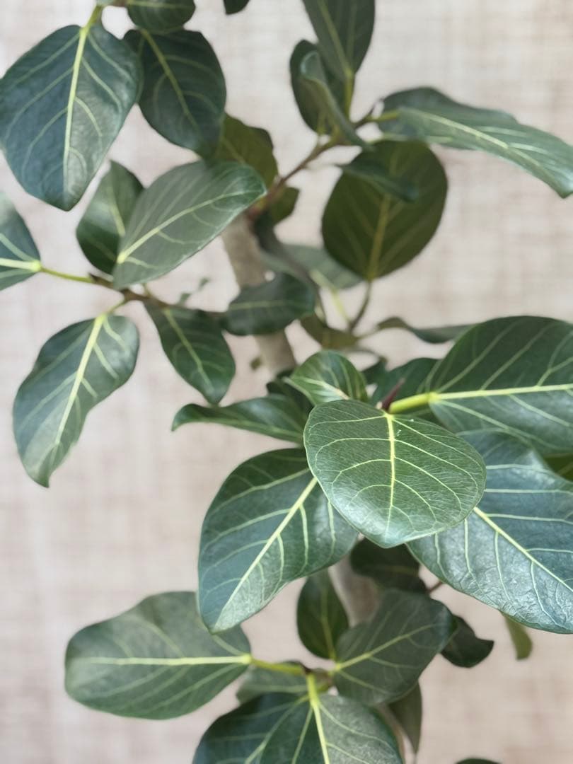 ☆ フィカス ベンガレンシス♪150cm リビングサイズ 曲がりフォルム♪