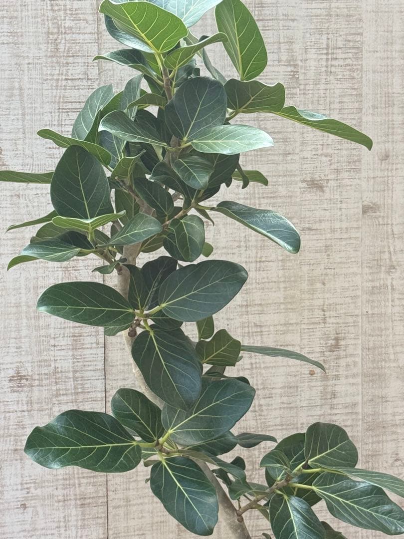 ☆ フィカス ベンガレンシス♪150cm リビングサイズ 曲がりフォルム♪