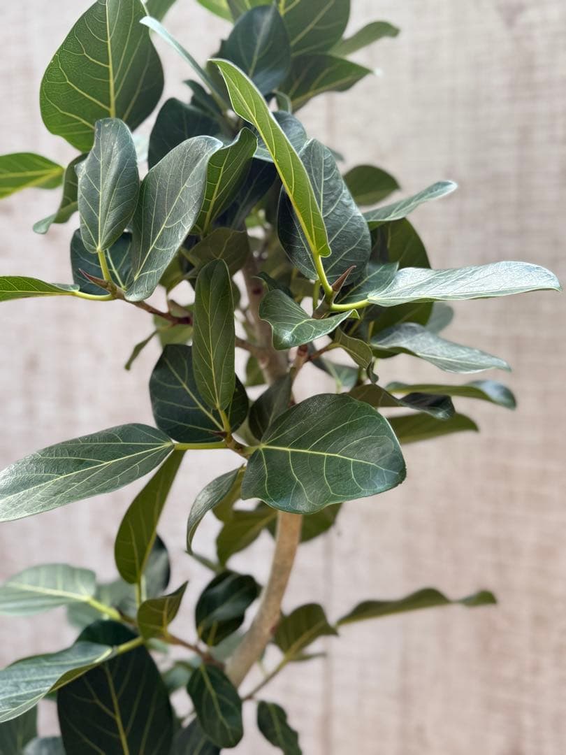 ☆ フィカス ベンガレンシス♪150cm リビングサイズ 曲がりフォルム♪