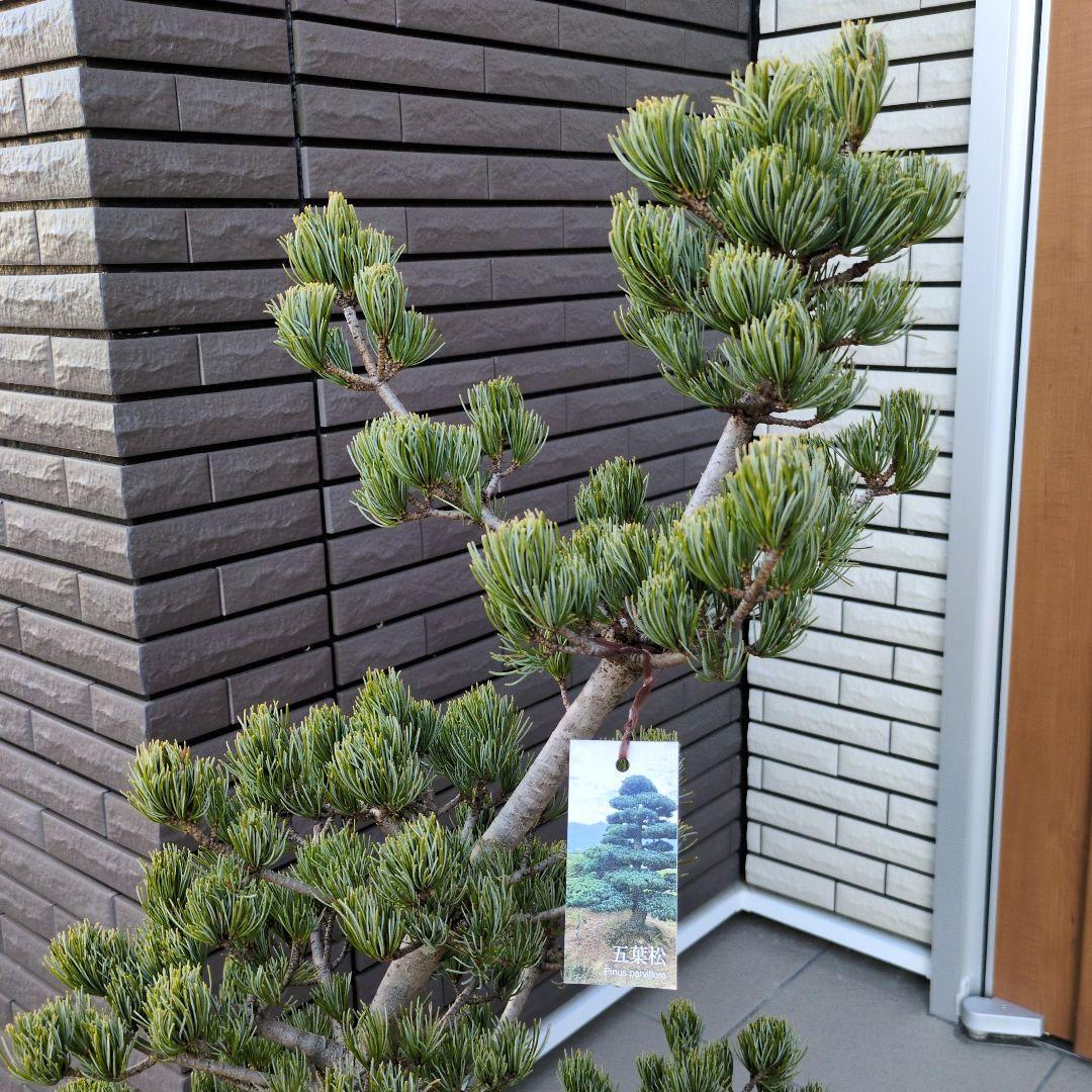 庭木　盆栽　五葉松　ごようまつ　１０号鉢