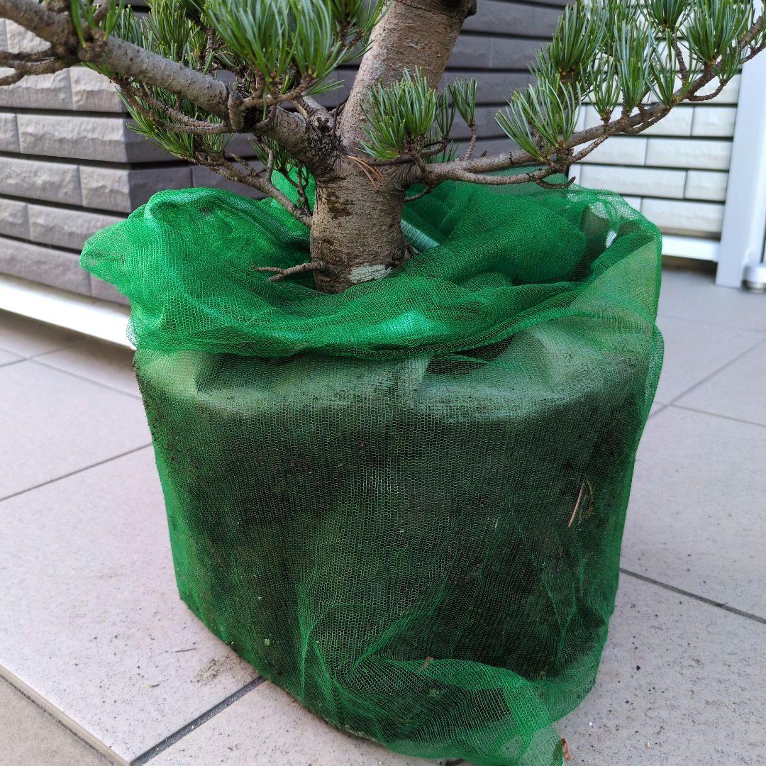 庭木　盆栽　五葉松　ごようまつ　１０号鉢