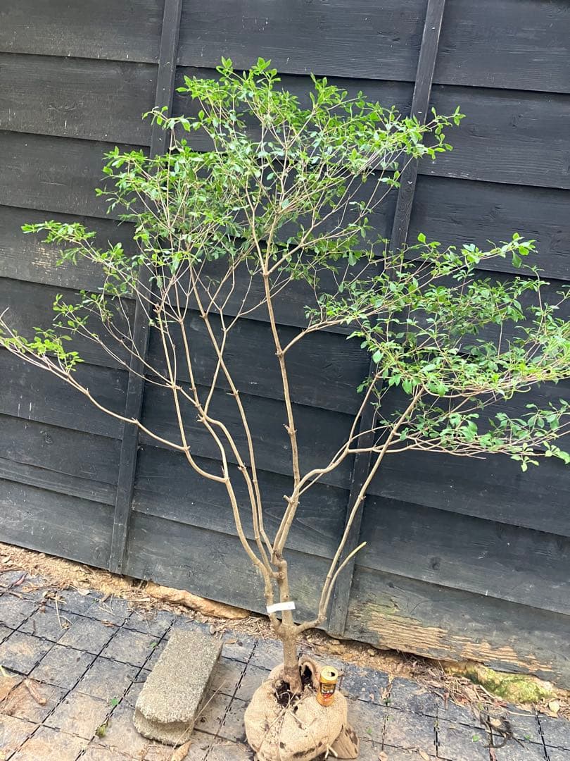 61 山採り　ドウダンツツジ