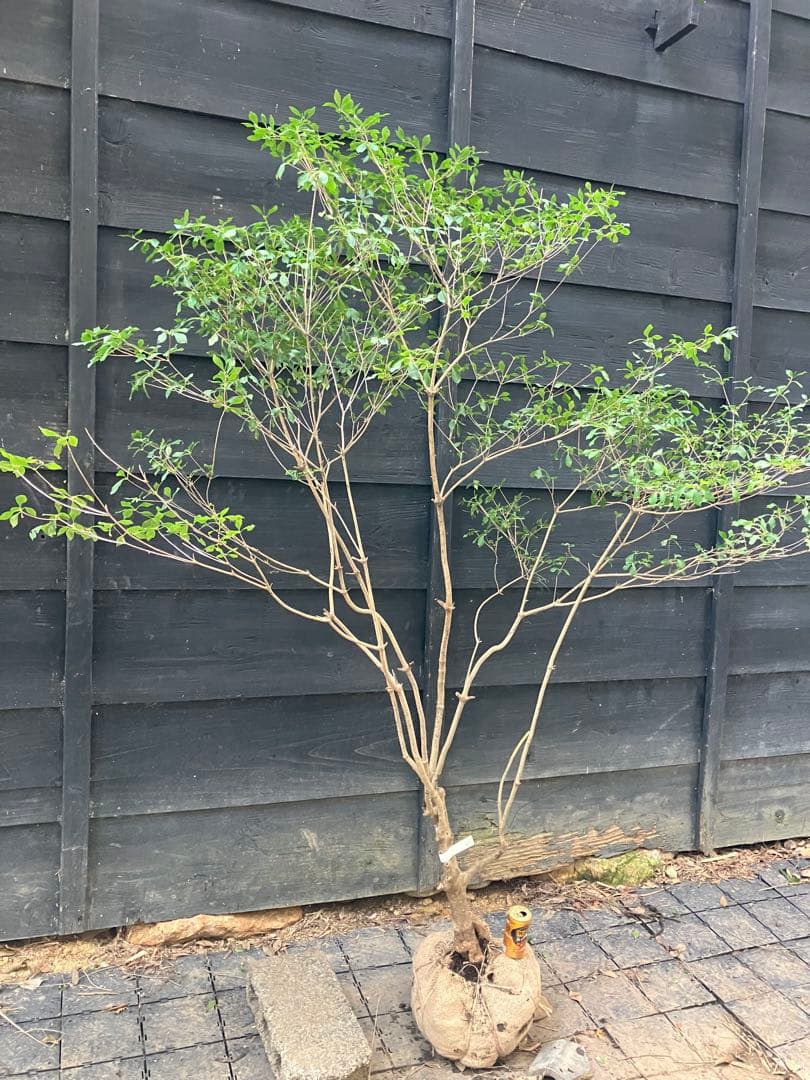 61 山採り　ドウダンツツジ