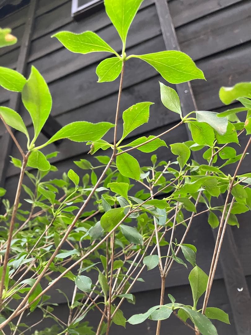 61 山採り　ドウダンツツジ