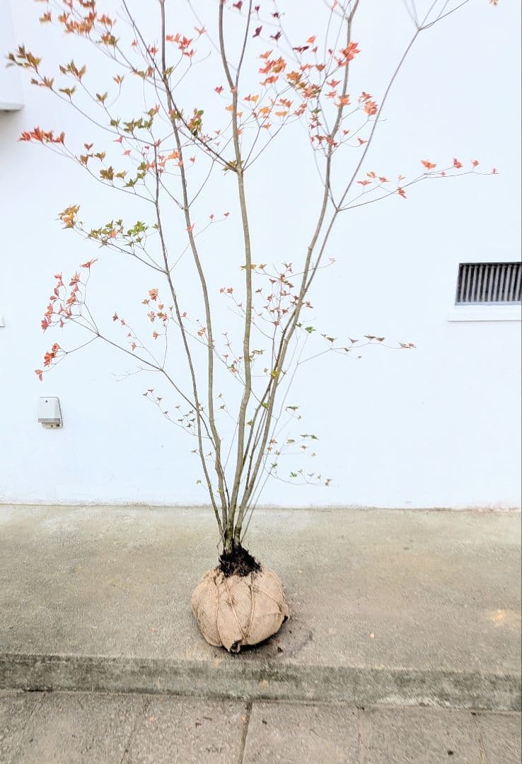 珠玉。。山採りドウダンツツジ。