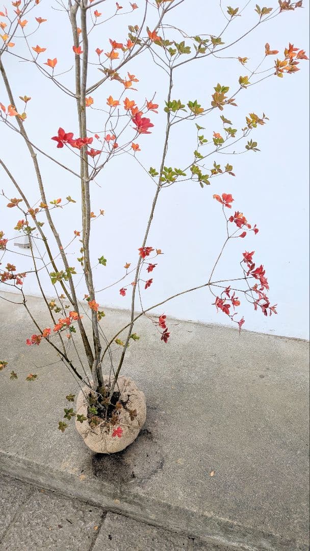 珠玉。。山採りドウダンツツジ。