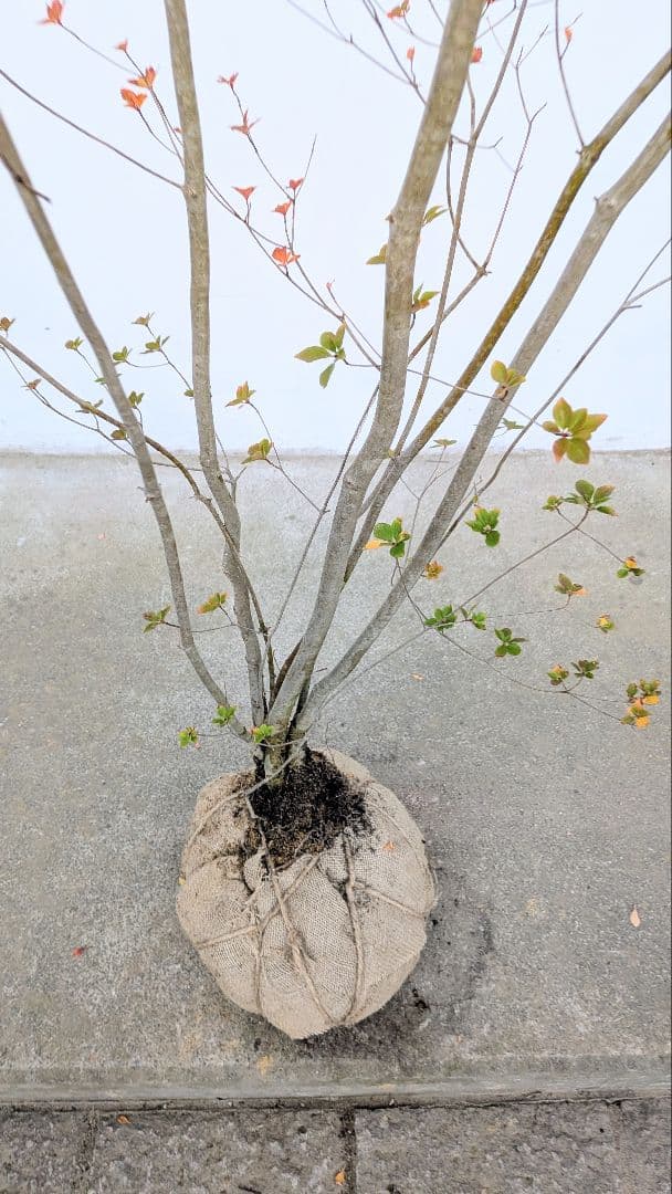 珠玉。。山採りドウダンツツジ。