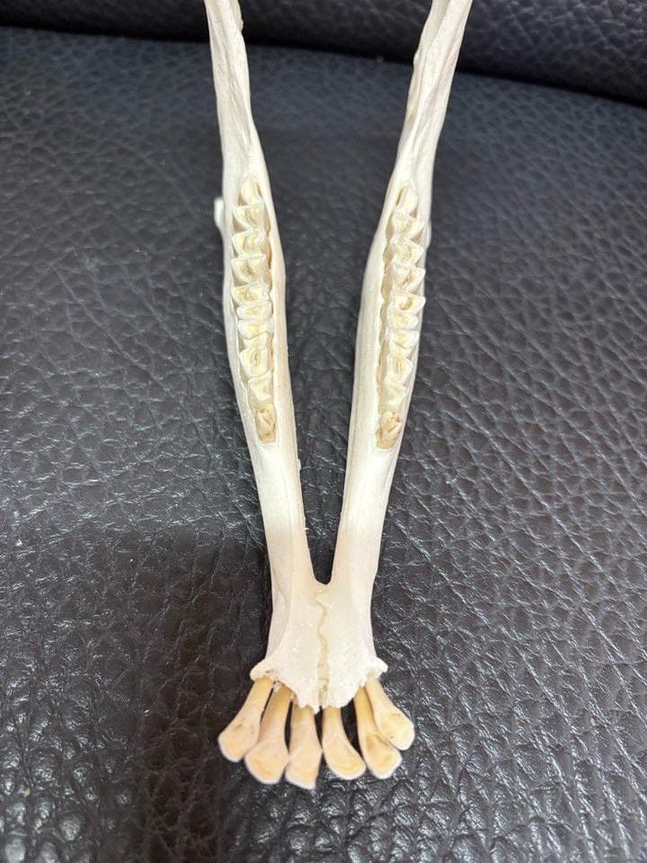 くるくる巻き角！ ヴァレーブラックノーズシープ ♀ スカルホーン