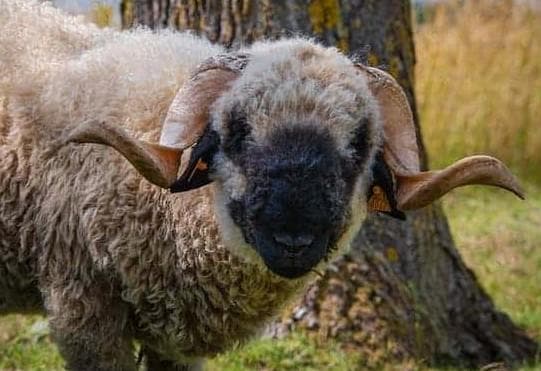 くるくる巻き角！ ヴァレーブラックノーズシープ ♀ スカルホーン