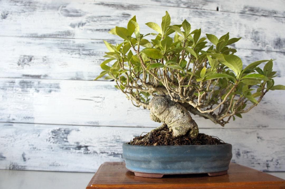 盆栽 『クチナシ』 花 インテリア 観葉植物 ガーデニング 送料無料 b071