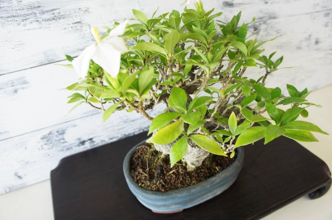 盆栽 『クチナシ』 花 インテリア 観葉植物 ガーデニング 送料無料 b071