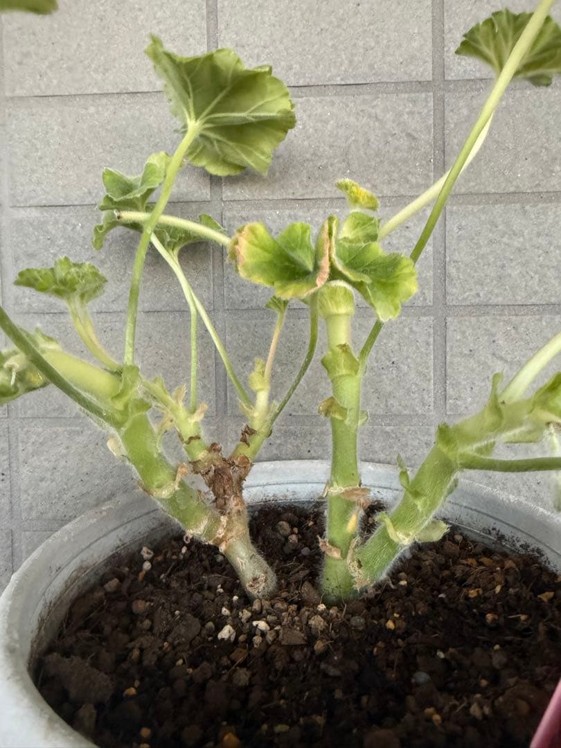 珍しいバラ咲きゼラニウム苗