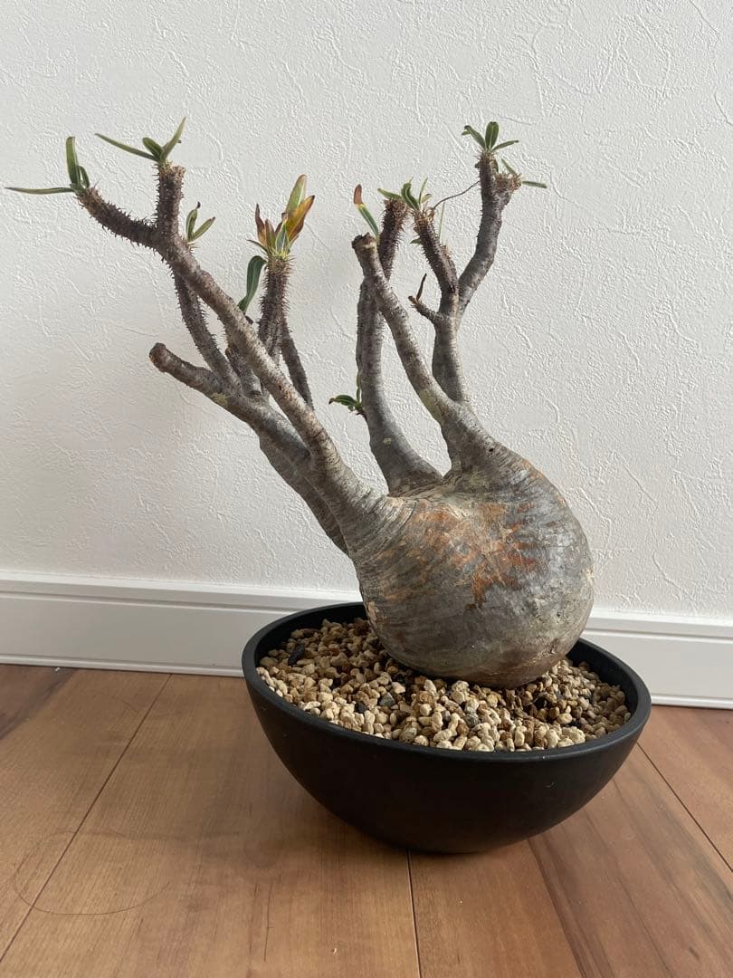 パキポディウムグラキリス　現地球