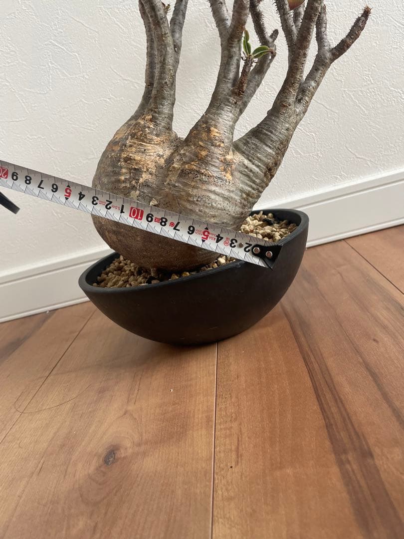 パキポディウムグラキリス　現地球