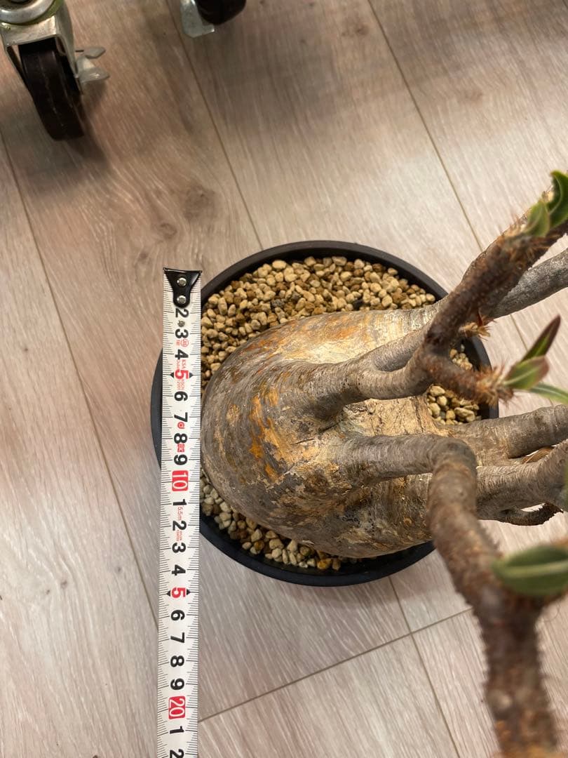 パキポディウムグラキリス　現地球