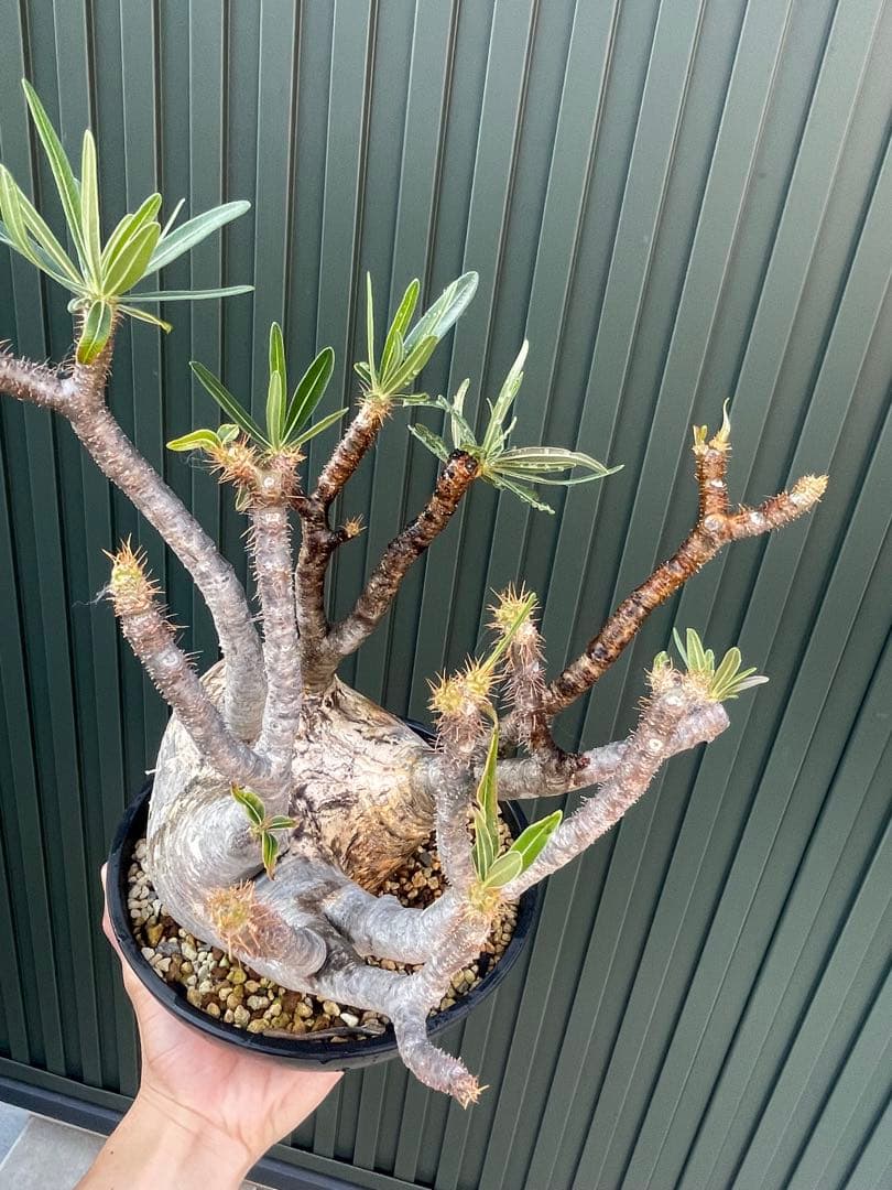 パキポディウムグラキリス　現地球