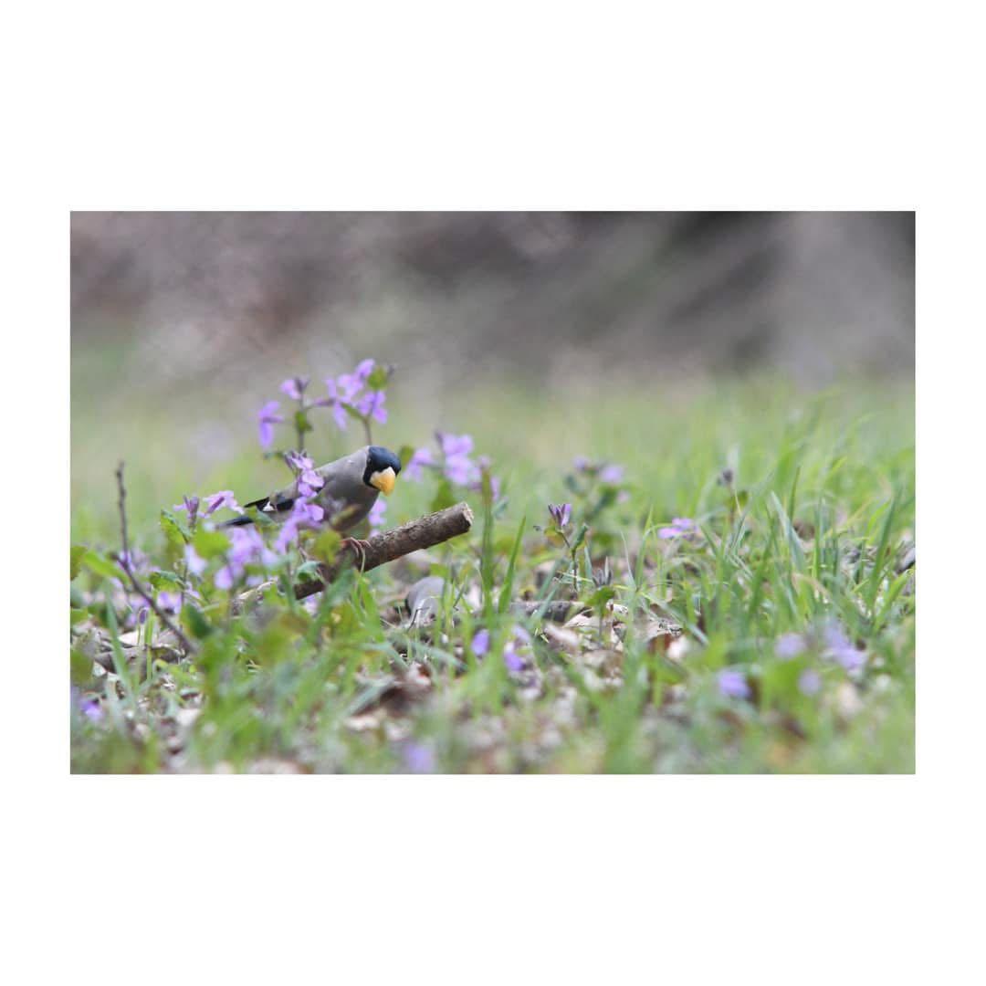 Nikon D500 Ai NIKKOR ED 400mm F3.5s テレコン