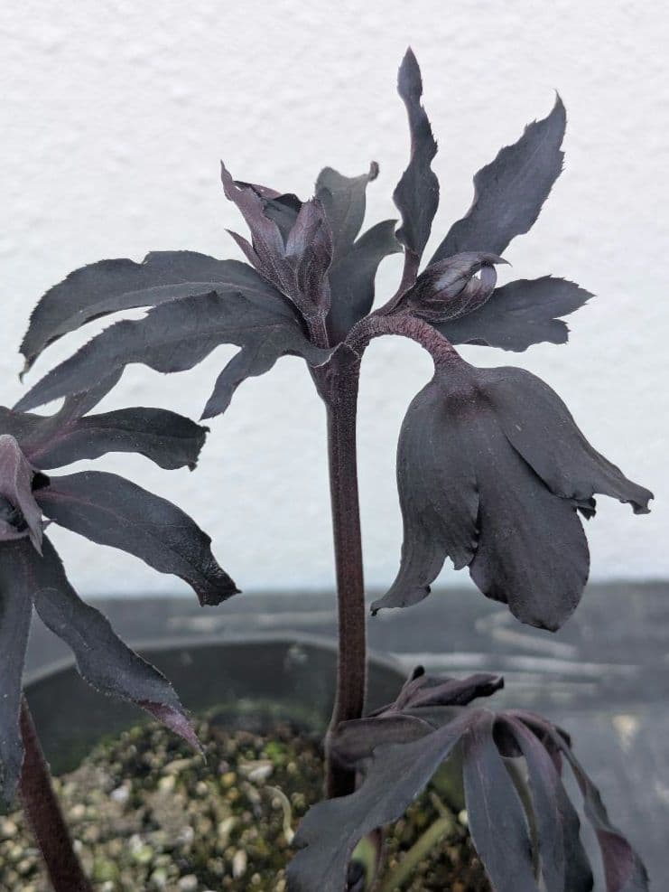 【漆黒極上個体】広瀬園芸　クリスマスローズ　ブラックマジックdd