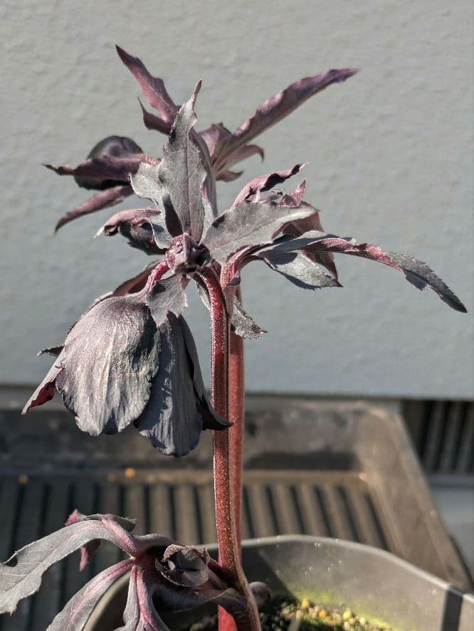 【漆黒極上個体】広瀬園芸　クリスマスローズ　ブラックマジックdd