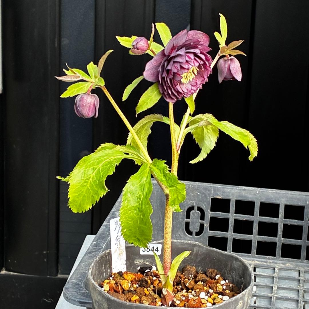 u*0様 3544☘️蕾花タグ付き☘️ダーク系⭐️小輪⭐️超多弁(入荷時多弁タグ