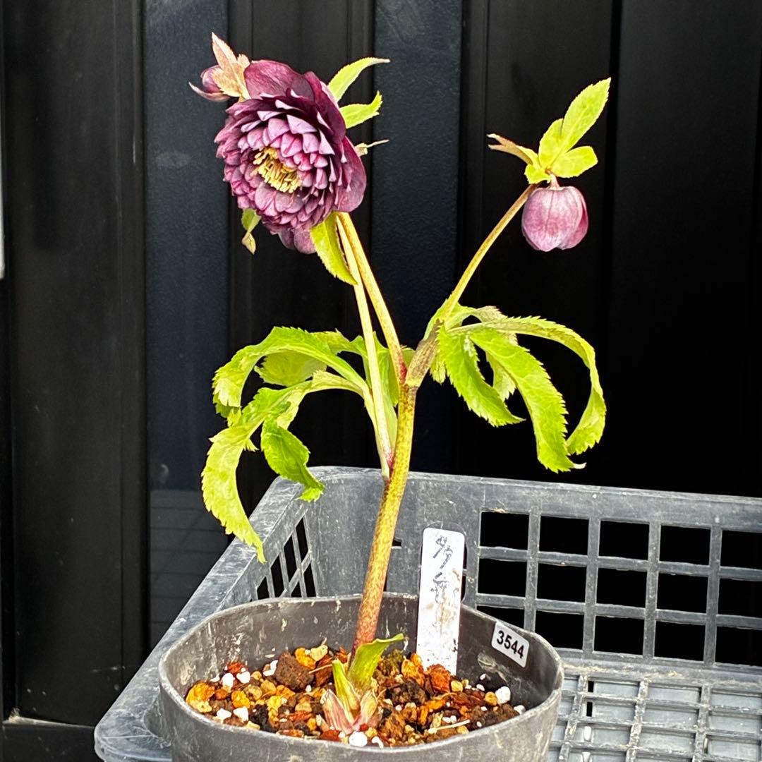 u*0様 3544☘️蕾花タグ付き☘️ダーク系⭐️小輪⭐️超多弁(入荷時多弁タグ