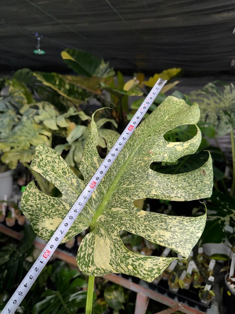 わ*ち様 1モンステラ　タイコンステレーション　スターライト