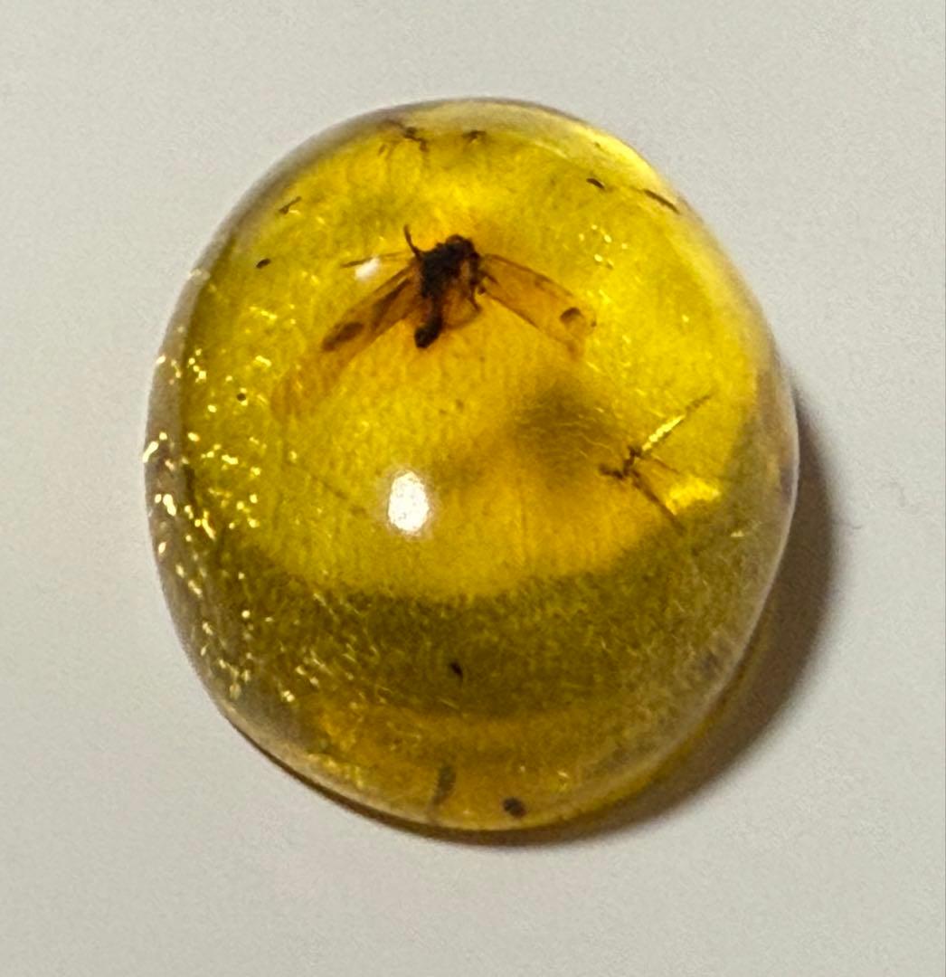 新品未使用 バルティックアンバー 虫入り琥珀 カボション ルース 1/2