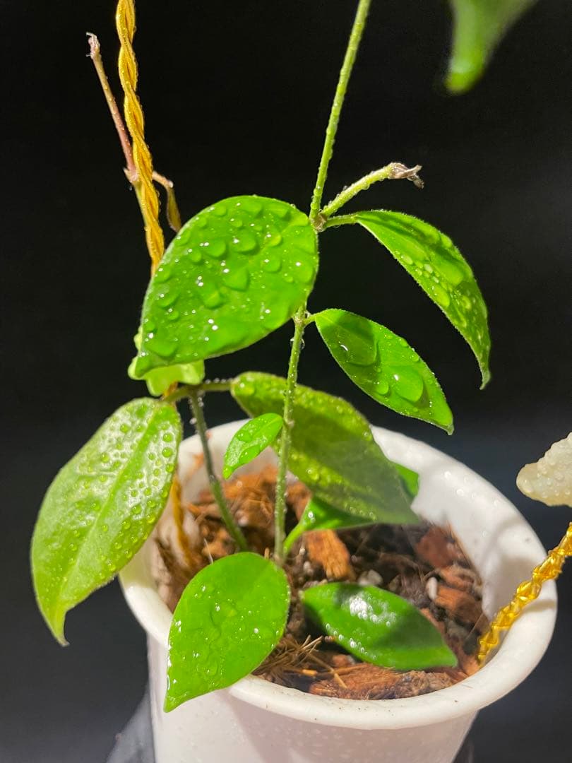 極めて希少種レア hoya desvoeuxensis サクララン