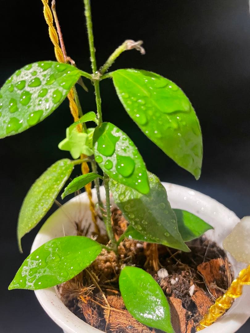 極めて希少種レア hoya desvoeuxensis サクララン