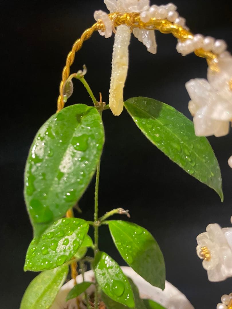 極めて希少種レア hoya desvoeuxensis サクララン