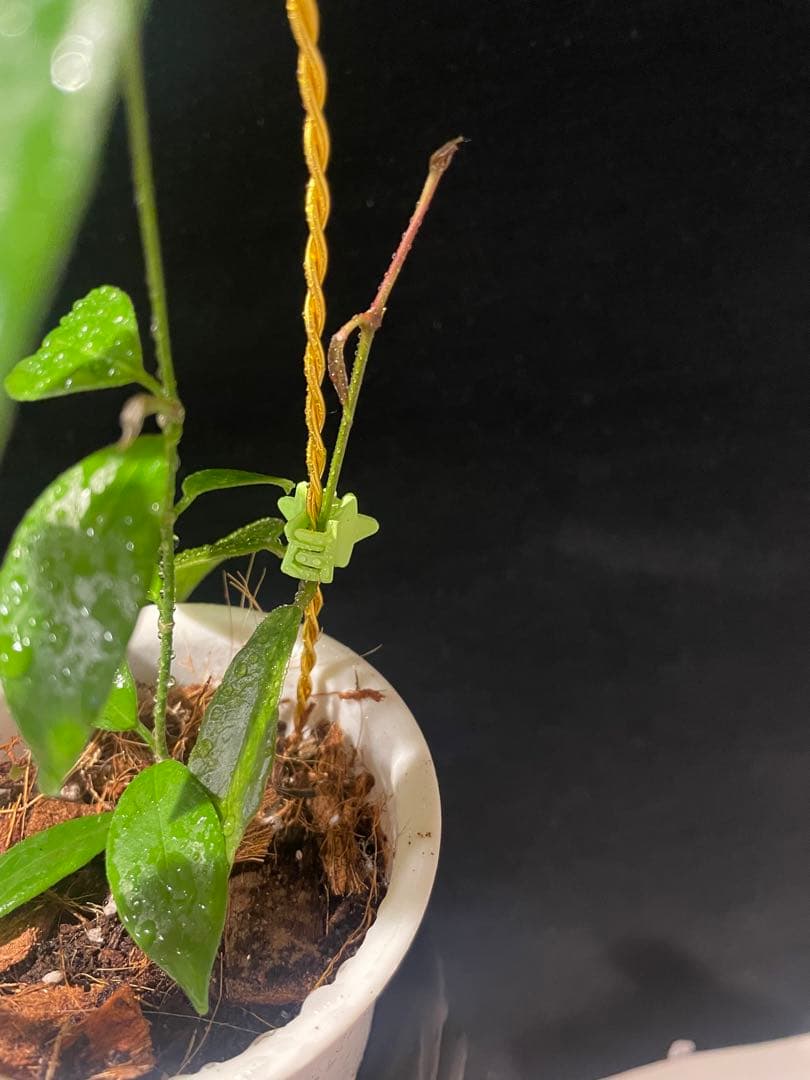 極めて希少種レア hoya desvoeuxensis サクララン