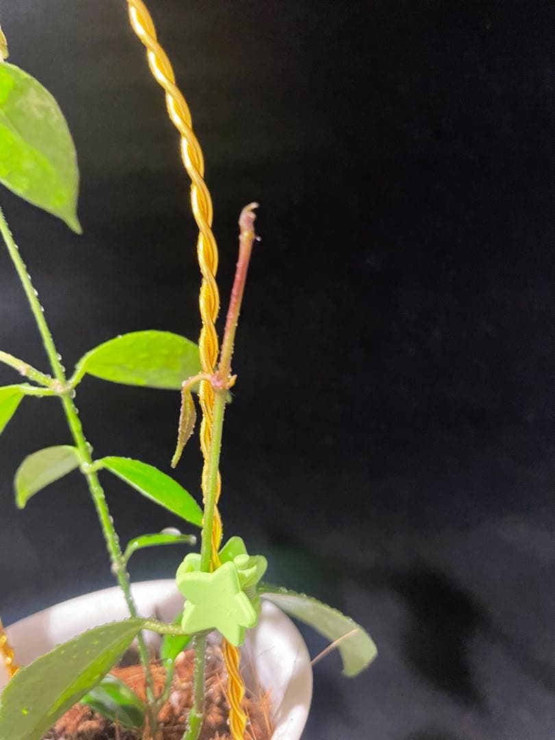 極めて希少種レア hoya desvoeuxensis サクララン