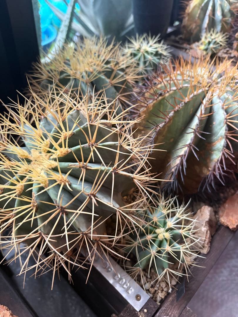 フェロカクタス王冠竜セット！ハビタット◇ドライガーデン多肉サボテン南国アガベ