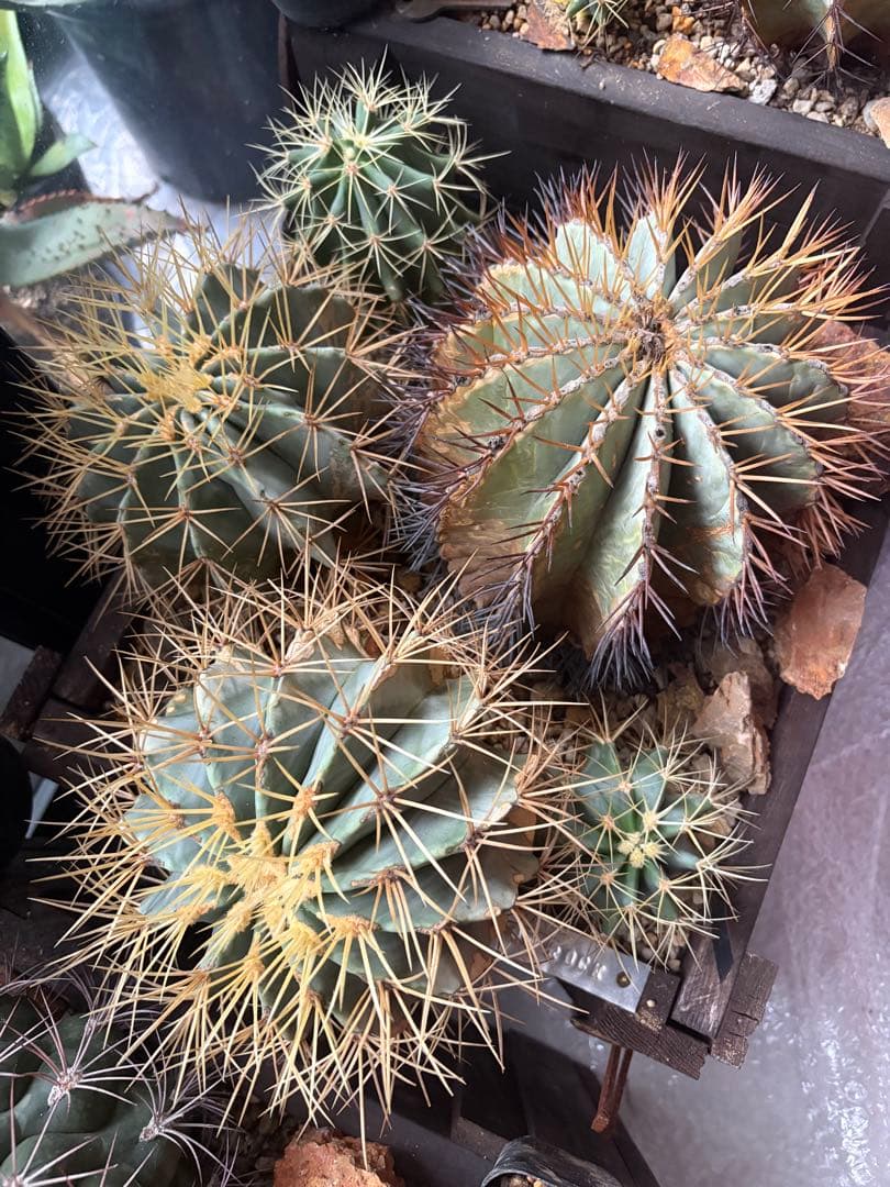 フェロカクタス王冠竜セット！ハビタット◇ドライガーデン多肉サボテン南国アガベ