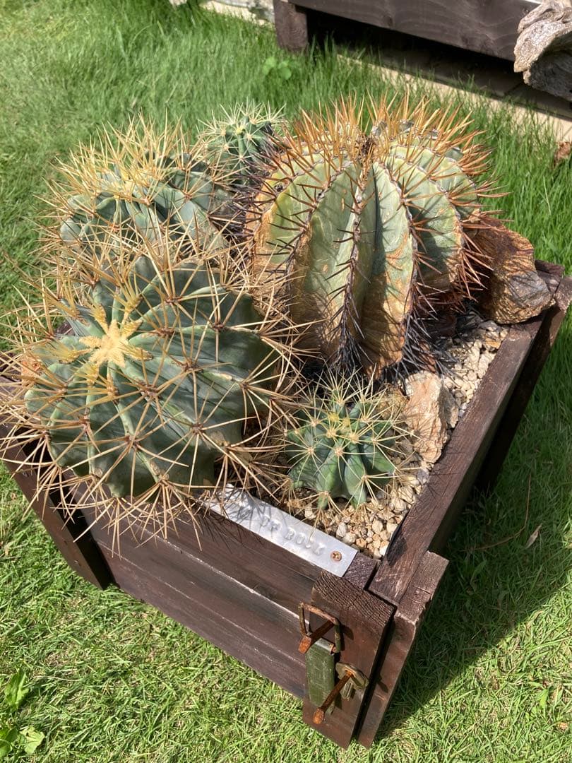 フェロカクタス王冠竜セット！ハビタット◇ドライガーデン多肉サボテン南国アガベ