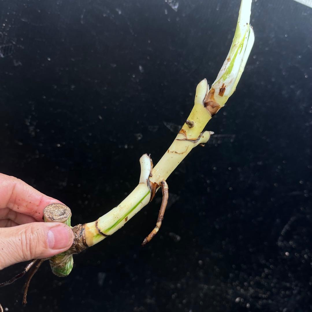 モ*♡様 斑入りモンステラホワイトタイガー大茎7株おまとめ