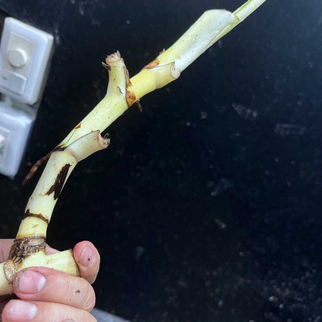 モ*♡様 斑入りモンステラホワイトタイガー大茎7株おまとめ