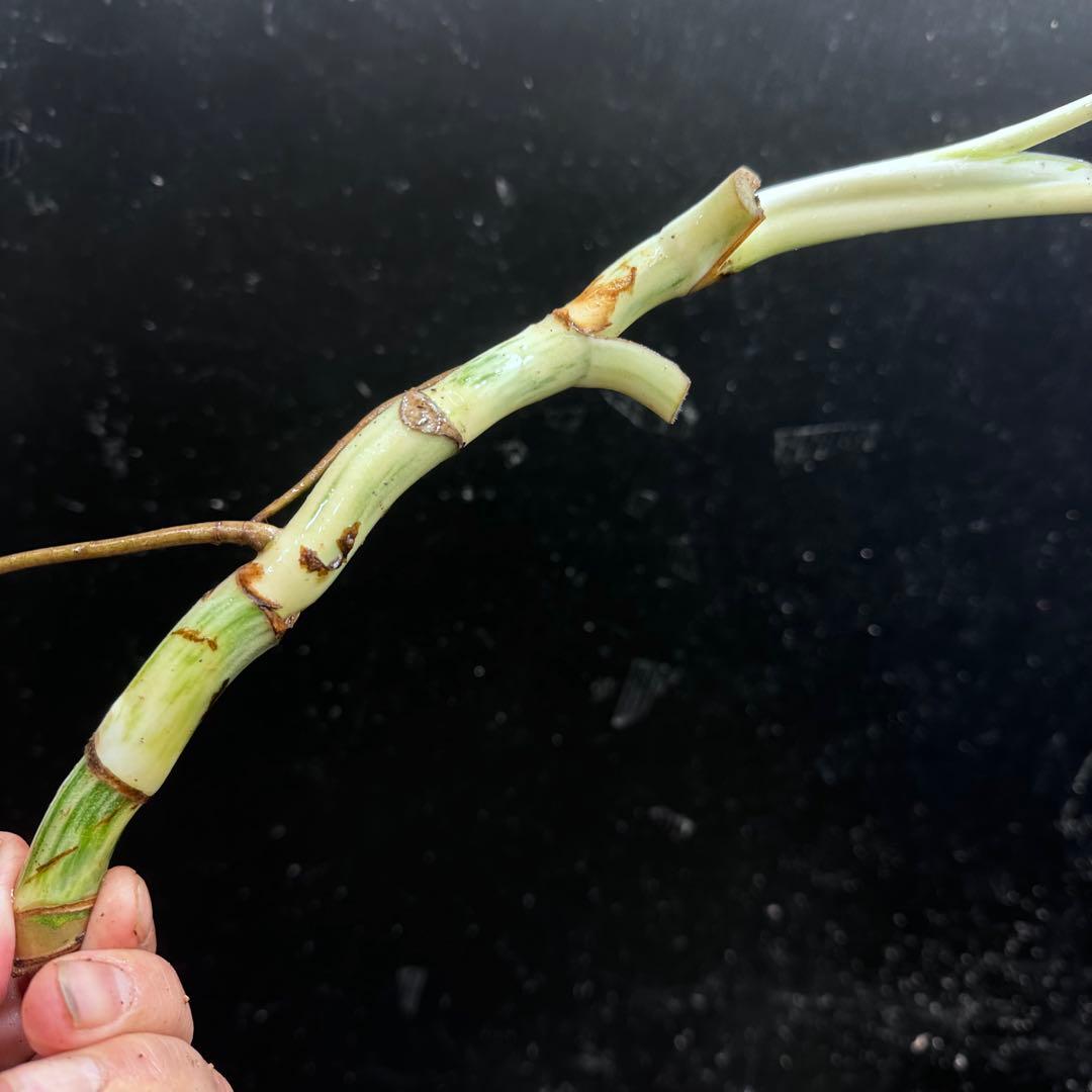 モ*♡様 斑入りモンステラホワイトタイガー大茎7株おまとめ