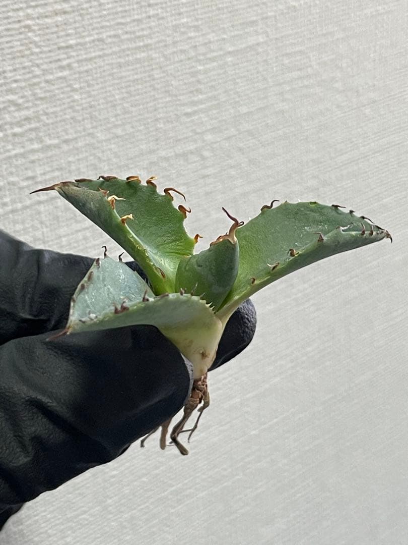 (*/様 ジェレミー産Hidden Agaveアガベ エボリスピナ×BBハイブリ