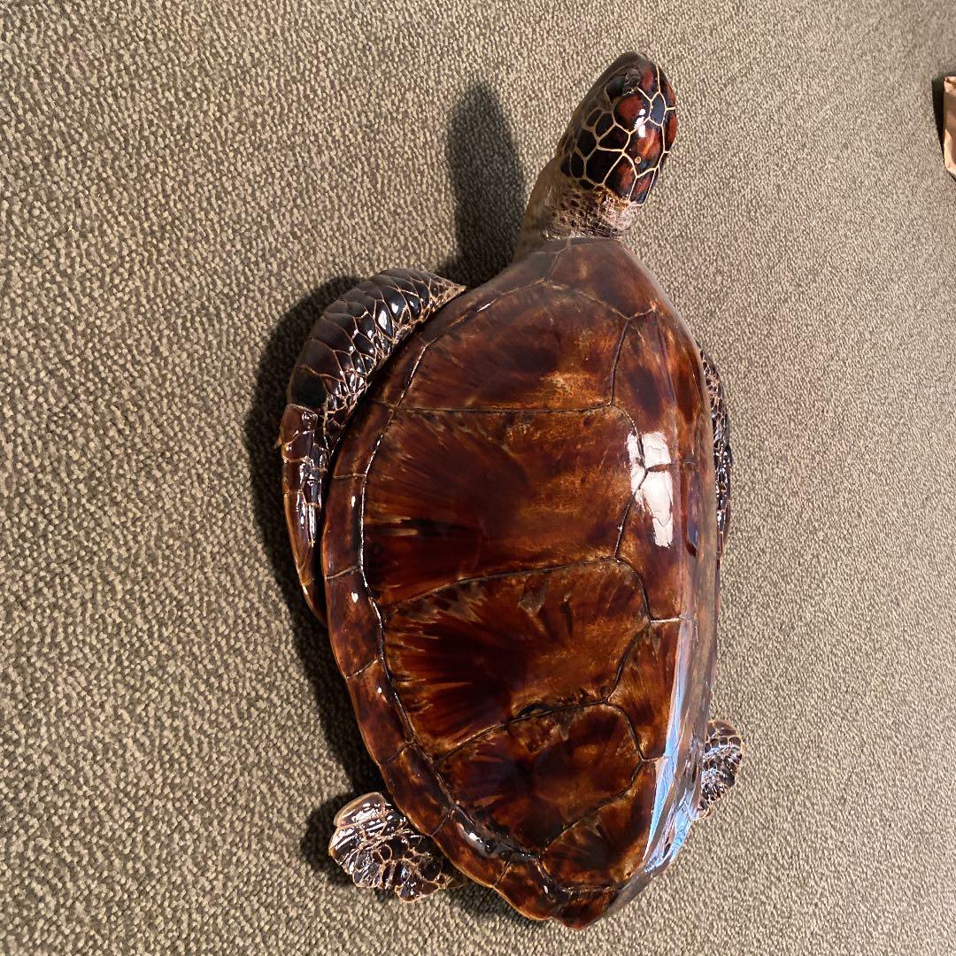 ウミガメ　剥製
