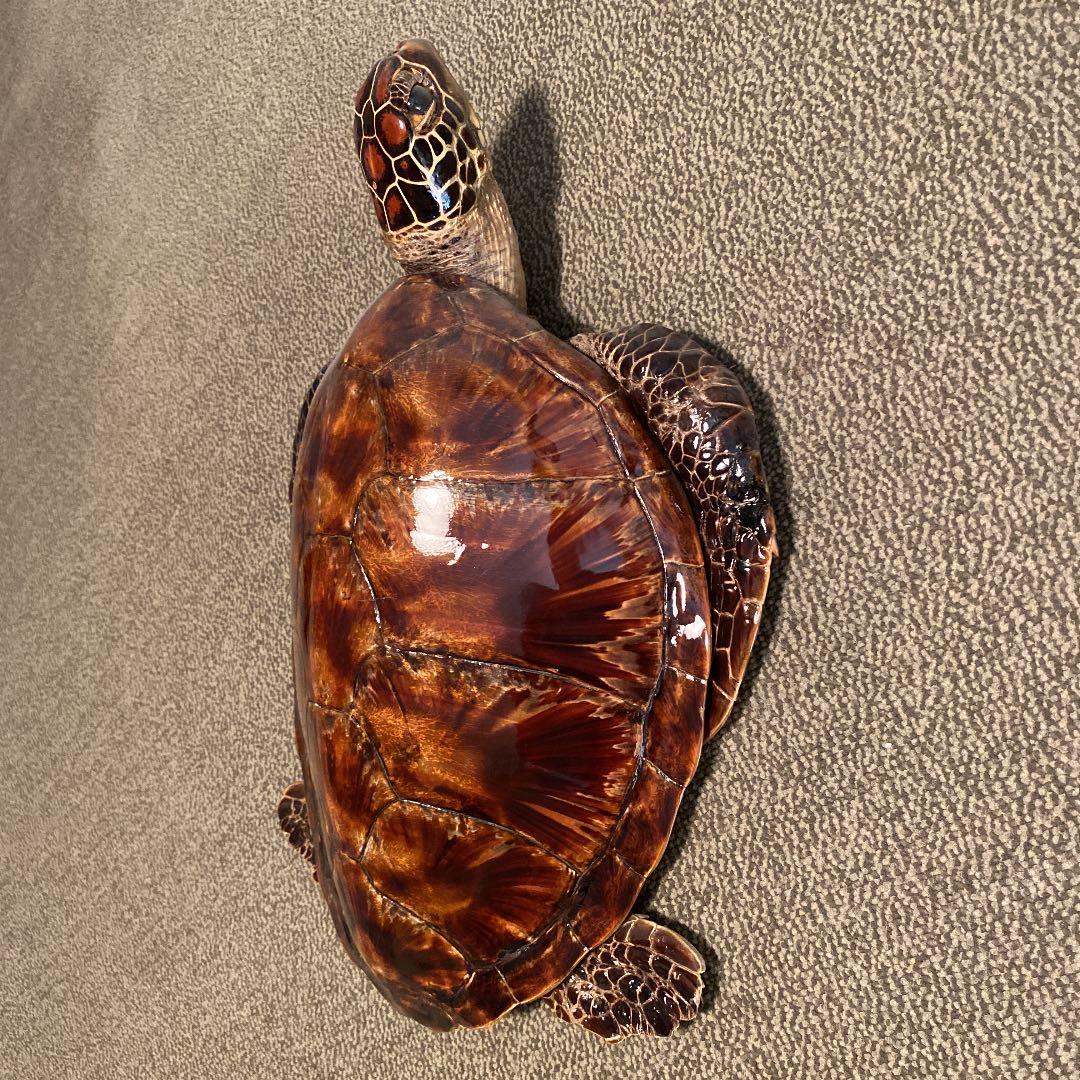 ウミガメ　剥製