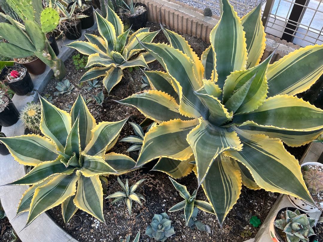 アガベ　サルミアナ　リップルエフェクト　美形・大株　幅92cm