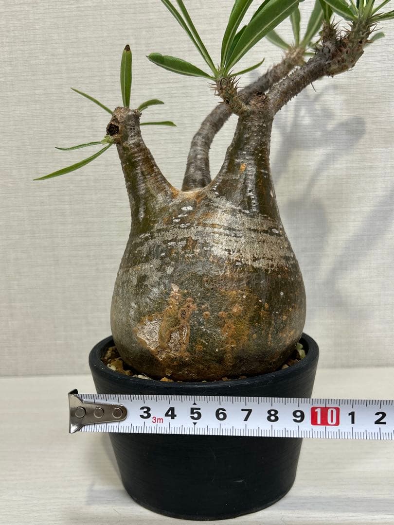 パキポディウム•グラキリス③ 現地球　現地株　発根済み　塊根植物