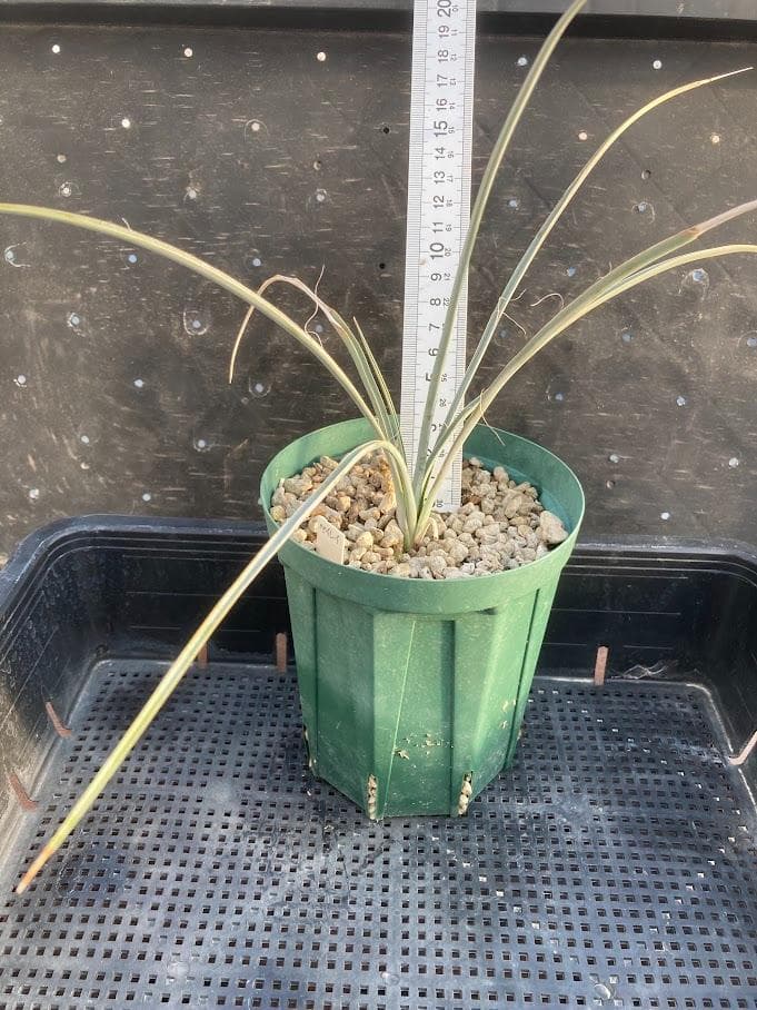 【福沢諭吉様確認用】ユッカ　ベイレイ＋ハリマニアエ