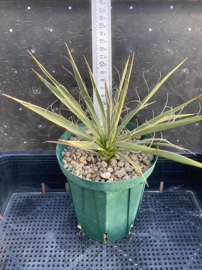 【福沢諭吉様確認用】ユッカ　ベイレイ＋ハリマニアエ