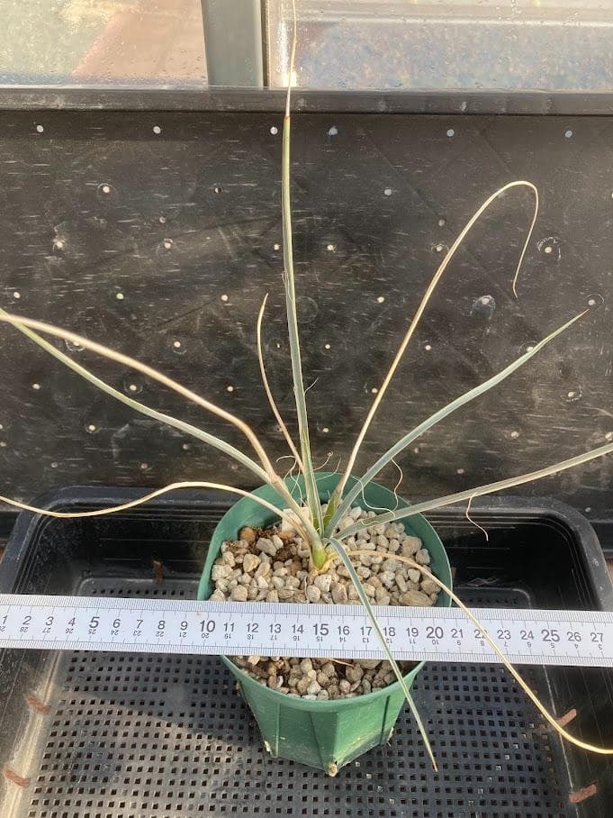 【福沢諭吉様確認用】ユッカ　ベイレイ＋ハリマニアエ